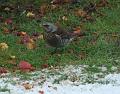 2010-0111-1200_Fieldfare_0,9C